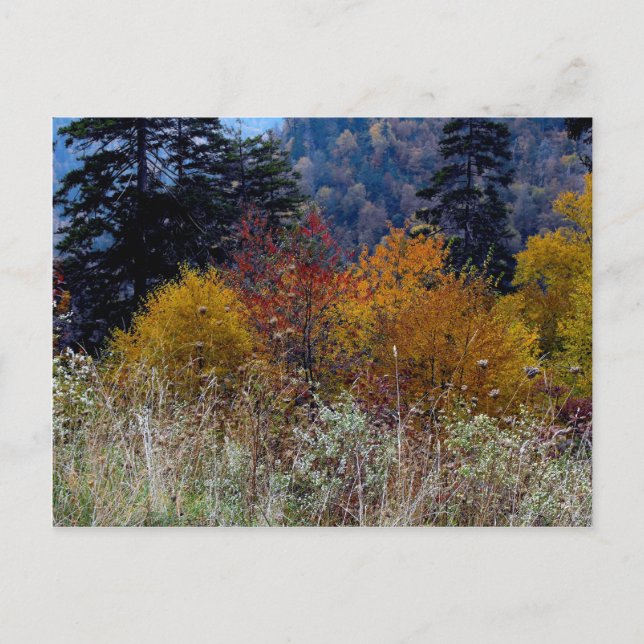 Carte Postale Vraiment Smokie Mountain Automne (Devant)