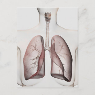 Carte Postale Vue 3D Du Système Respiratoire Féminin 1