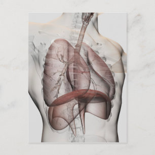 Carte Postale Vue 3D Du Système Respiratoire Homme