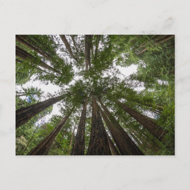 Carte Postale Vue aérienne de Muir Woods (Devant)