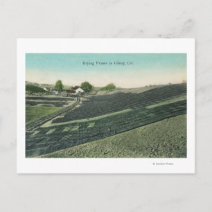 Carte Postale Vue aérienne du séchage des prunes au soleil