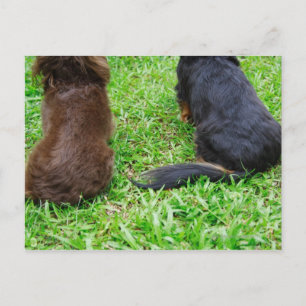 Carte Postale Vue arrière de deux chiens Dachshund