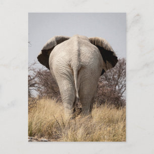 Carte Postale Vue arrière d'éléphant