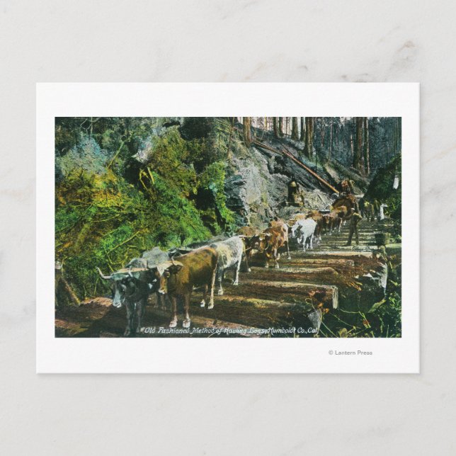 Carte Postale Vue d'attelages de bœufs transportant des grumes (Devant)