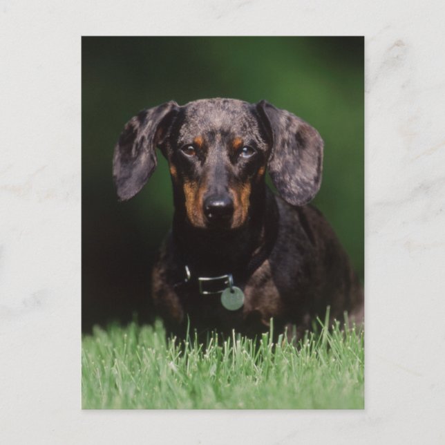 Carte Postale Vue de Dachshund couleur Dapple (Devant)