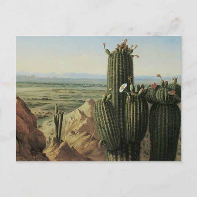 Carte Postale Vue de la montagne Maricopa près de Rio Gila par P (Devant)