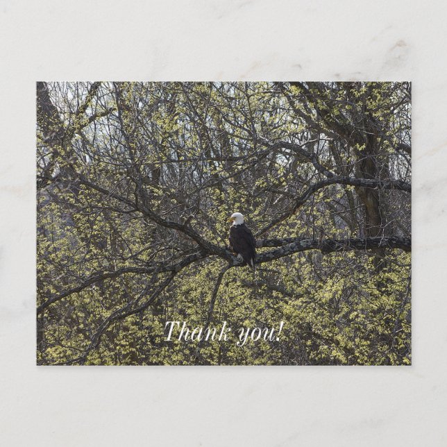 Carte Postale Vue de l'aigle peintre (Devant)