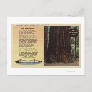 Carte Postale Vue de Lanes Redwood Flat