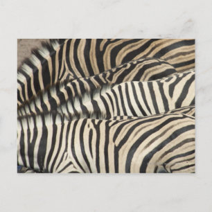 Carte Postale Vue de l'extérieur du Zebra de Burchell