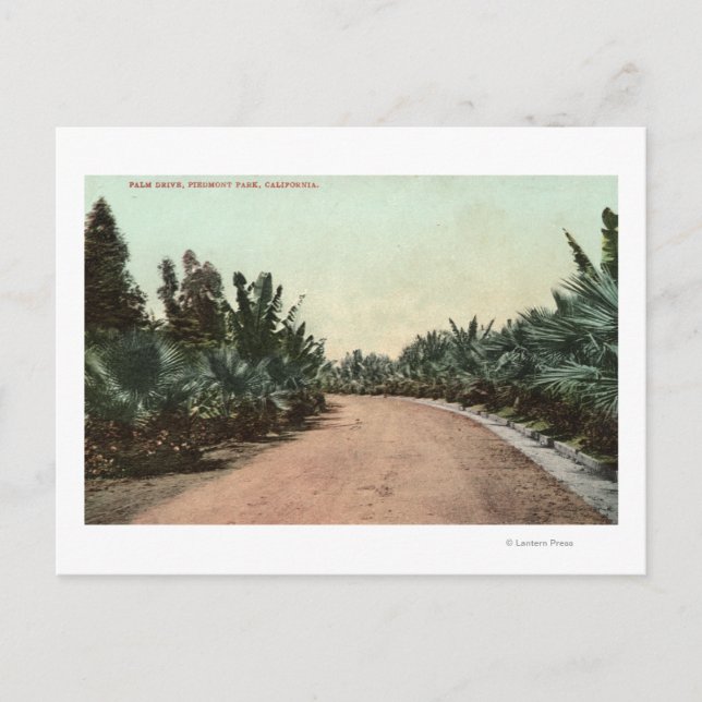 Carte Postale Vue de Palm Drive (Devant)