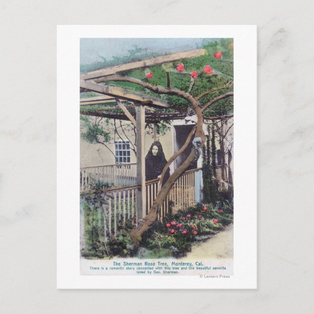 Carte Postale Vue de Sherman Rose TreeMonterey, CA (Devant)