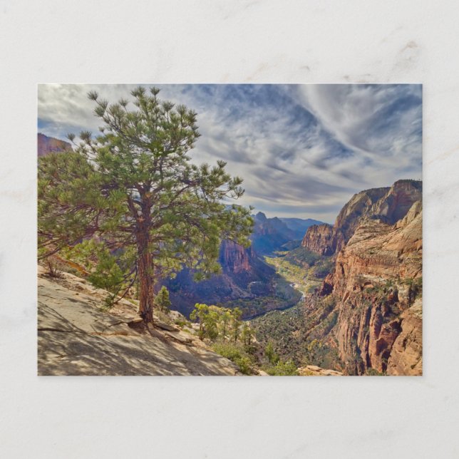 Carte Postale Vue de Zion Canyon depuis Angels Landing (Devant)