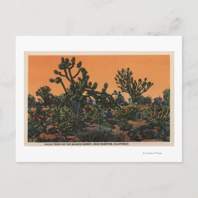 Carte Postale Vue des arbres du Yucca dans le désert de Mohave (Devant)