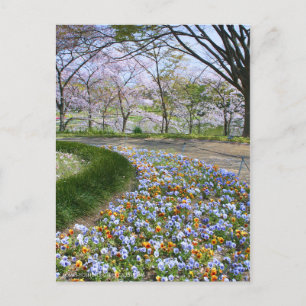 Carte Postale Vue des fleurs de cerisiers (& Viola)