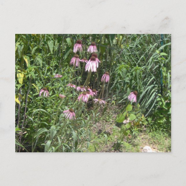 Carte Postale Vue des Prairies (Devant)