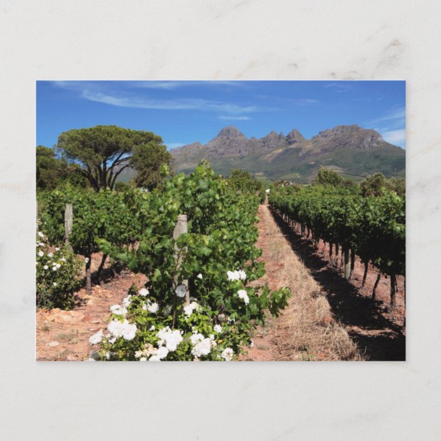 Carte Postale Vue des vignobles. Stellenbosch (Devant)