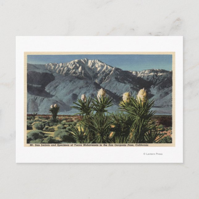 Carte Postale Vue du mont San Jacinto, Yucca Mohavensis (Devant)