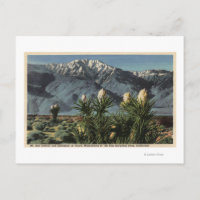 Vue du mont San Jacinto, Yucca Mohavensis
