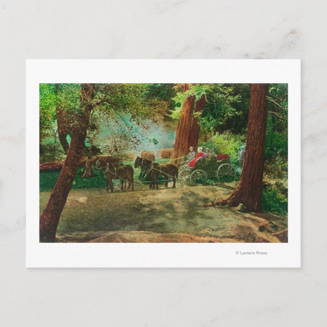 Carte Postale Vue d'un entraîneur de scène parmi les grands arbr (Devant)