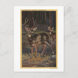 Carte Postale Vue d'un oiseau sauvage