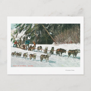 Carte Postale Vue d'une équipe de chiens Husky