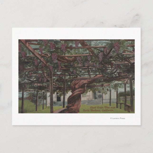 Carte Postale Vue d'une vigne géante (Devant)