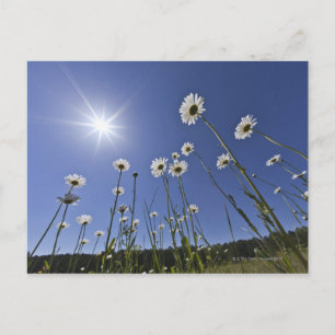 Carte Postale Vue en angle faible des fleurs de marguerite et de