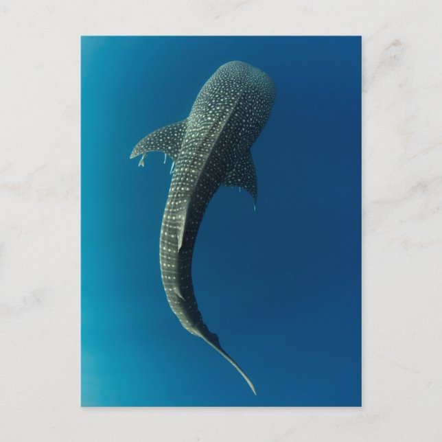 Carte Postale Vue en haut d'un requin baleine (Devant)