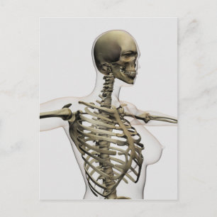 Carte Postale Vue En Trois Dimensions De La Cage De Rib Féminine