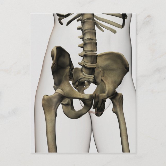 Carte Postale Vue En Trois Dimensions Des Os Pelviques Humains (Devant)