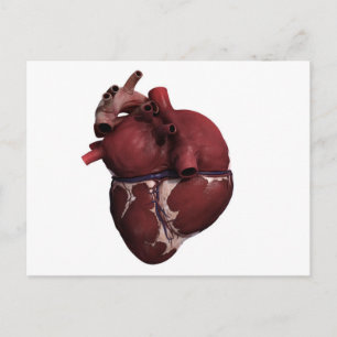 Carte Postale Vue En Trois Dimensions Du Coeur Humain, Retour