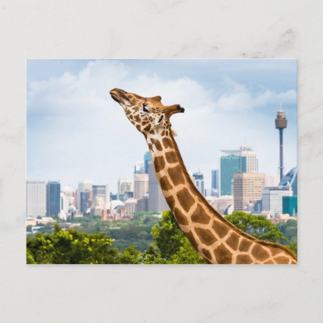 Carte Postale Vue latérale de la girafe avec Sydney Skyline (Devant)