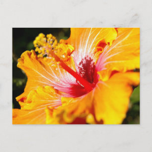 Carte Postale Vue latérale de l'Hibiscus orange