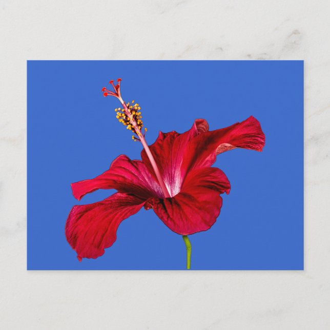 Carte Postale Vue latérale de l'Hibiscus rouge (Devant)
