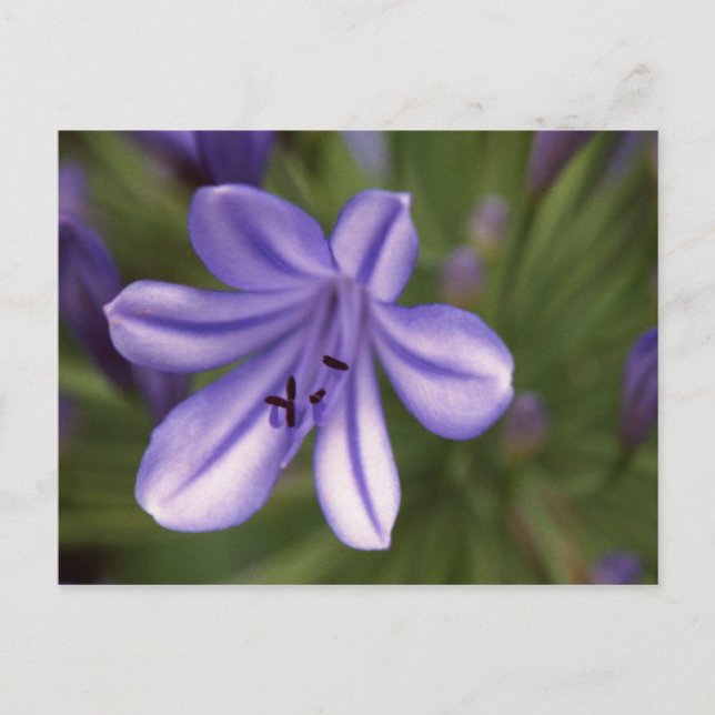 Carte Postale Vue microscopique (Devant)