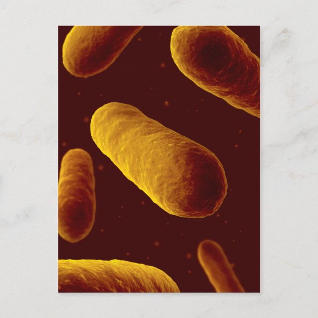 Carte Postale Vue microscopique de bactéries 3 (Devant)