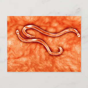 Carte Postale Vue Microscopique De Hookworm 2