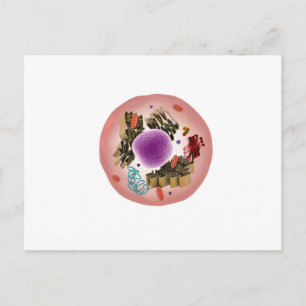 Carte Postale Vue Microscopique De La Cellule Animale 1