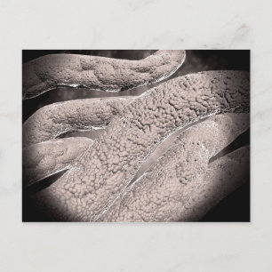 Carte Postale Vue Microscopique De La Formation De Corncob