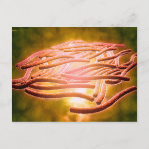 Carte Postale Vue Microscopique De Legionella Pneumophila 2