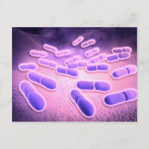 Carte Postale Vue Microscopique De Listeria Monocytogenes 2
