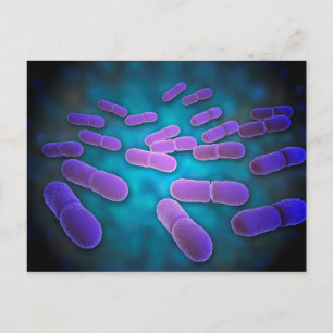 Carte Postale Vue Microscopique De Listeria Monocytogenes 5