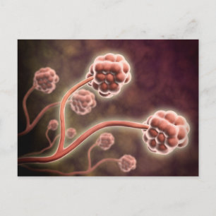 Carte Postale Vue Microscopique De Stachybotrys Chartarum