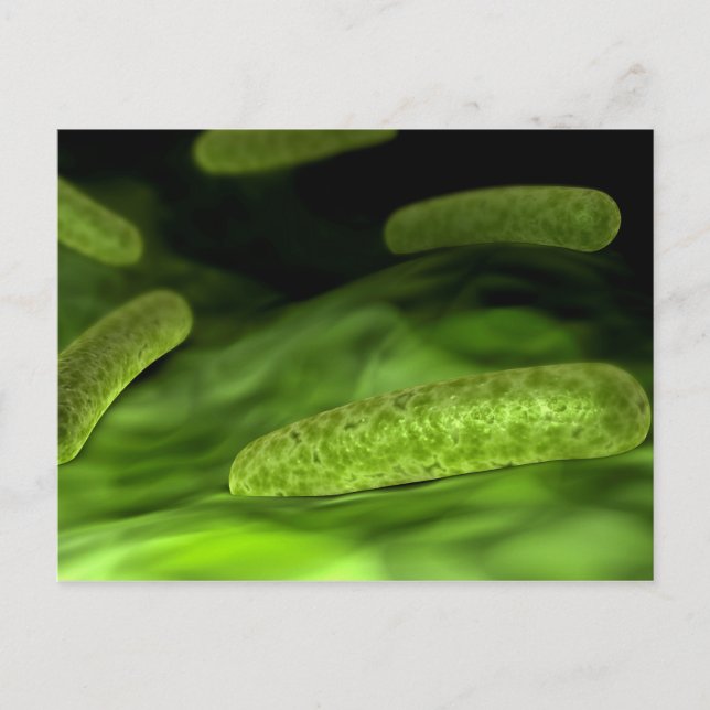 Carte Postale Vue Microscopique Des Bactéries 1 (Devant)