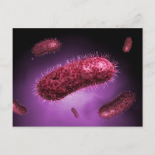 Carte Postale Vue Microscopique Des Bactéries 2