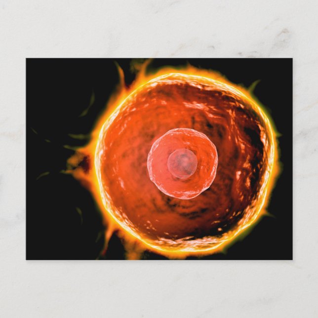 Carte Postale Vue Microscopique Des Cellules B Humaines 3 (Devant)