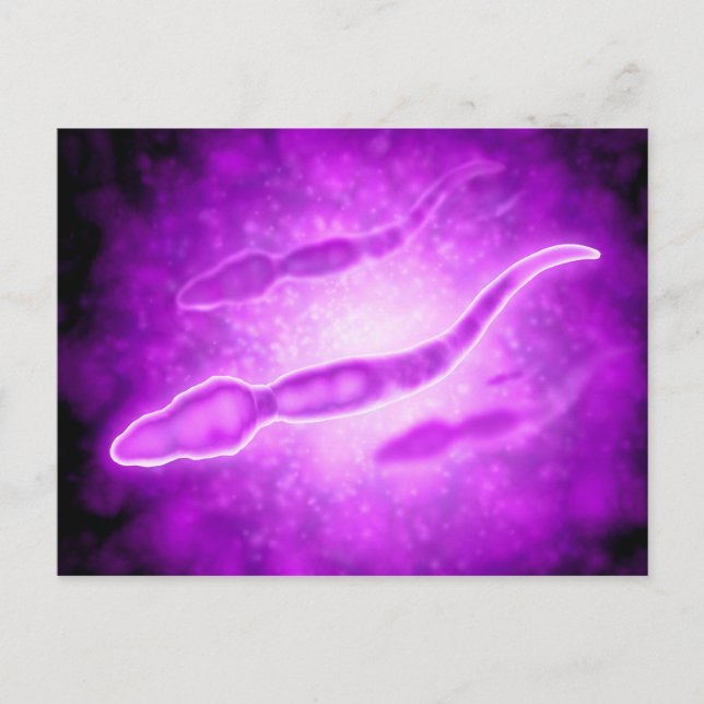 Carte Postale Vue Microscopique Des Cellules Sperm Masculines (Devant)