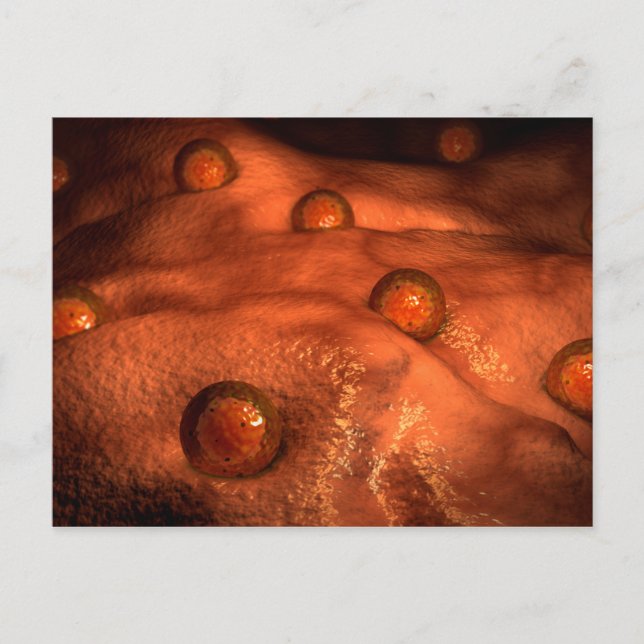 Carte Postale Vue Microscopique Des Ovules (Devant)