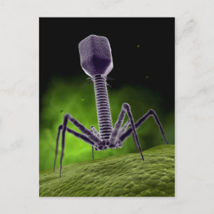 Carte Postale Vue Microscopique Du Bactériophage