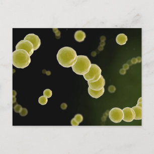 Carte Postale Vue Microscopique Du Streptocoque 1